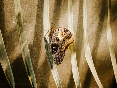 Brown butterfly
